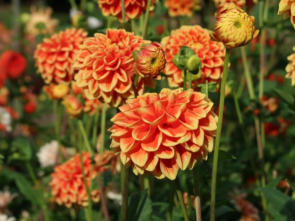 Porte-fleur pour columbarium : élégance et choix variés